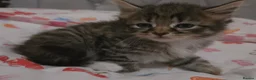 Mixed Breed cats for sale: Adorable Fluffy kittens  - Advert 5
