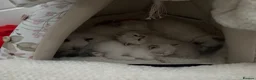 Ragdoll cats for sale: GSSF Four boys and 2 girls Ragdolls kittens  - Advert 1