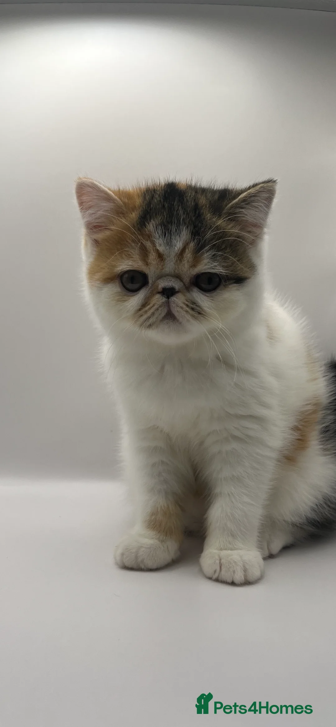 Exotic cats for sale: Exotic kittens  - Advert 16