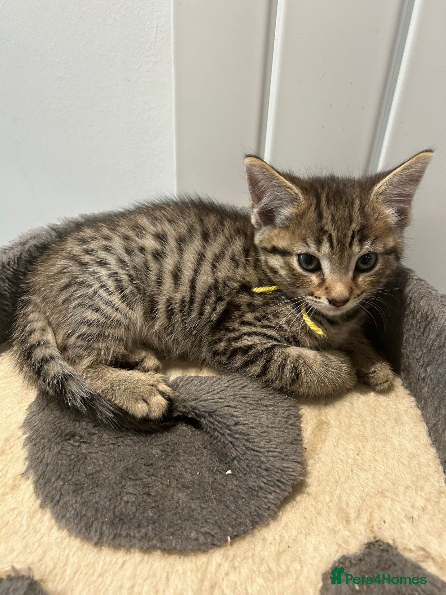 Mixed Breed cats British Mixed Kittens 5 Girls 1 Boy  - Advert 1