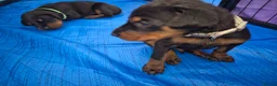 Dobermann dogs for sale: ⭐️⭐️⭐️⭐️⭐️ KC Reg European Dobermann puppies - Advert 9