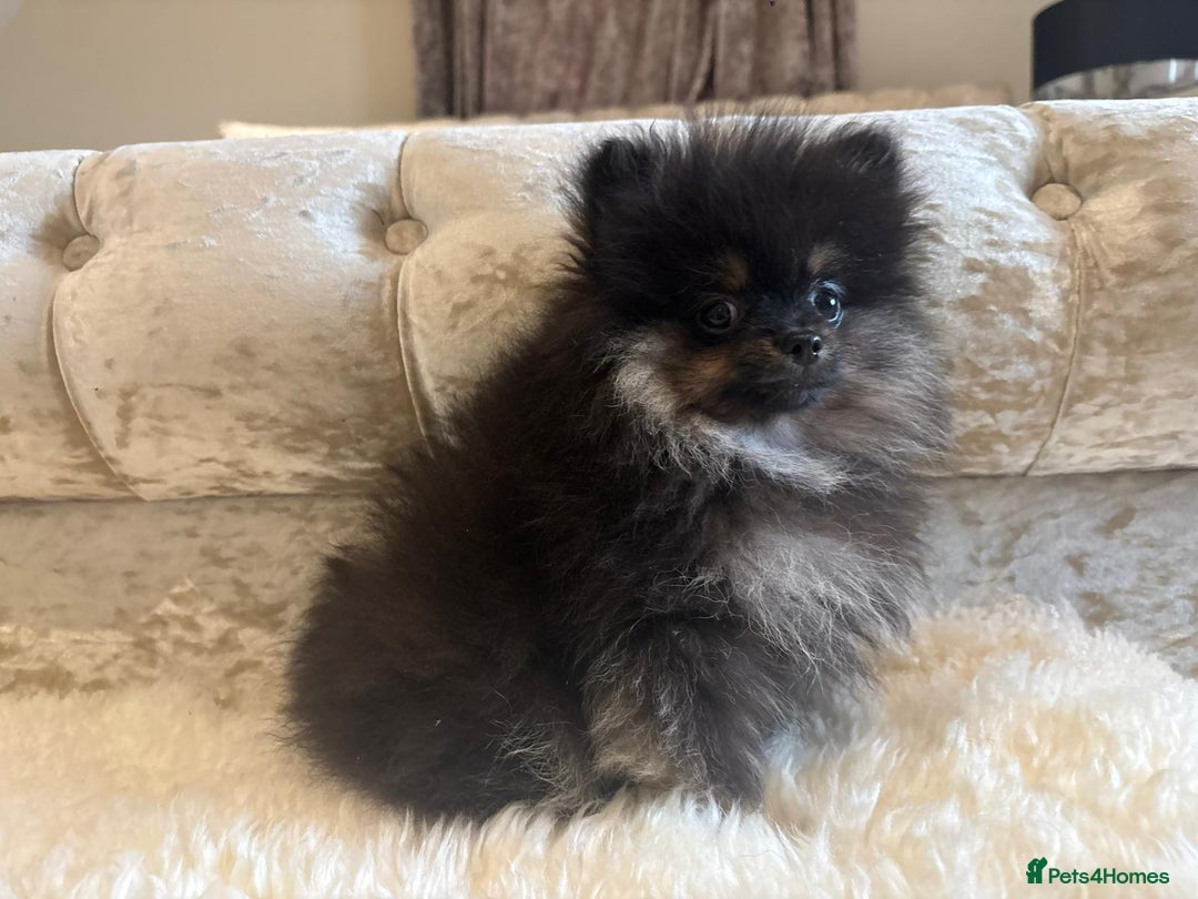 Pomeranian dogs for sale: Kc teddy bear pom babies  - Image 18