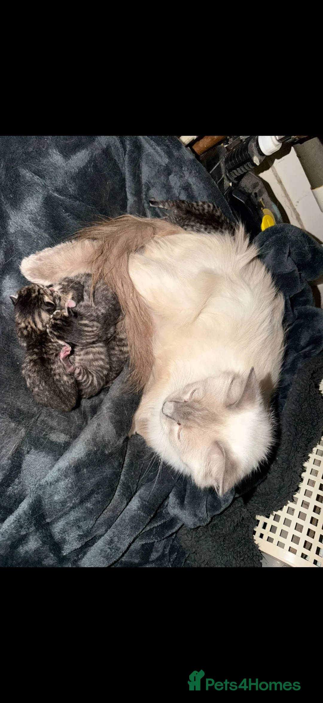 Ragdoll cats for sale: Ragdoll/cross kittens  - Advert 1