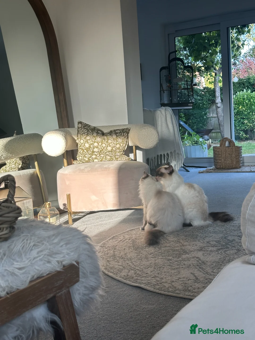 Ragdoll cats for sale: Gorgeous Blue Mink & Chocolate Ragdolls  - Advert 2