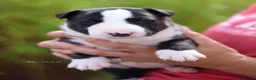 Bull Terrier dogs for sale: KC reg Bull terrier pups - Advert 5