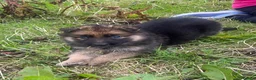 German Shepherd dogs for sale: German shepherd pups - Advert 11