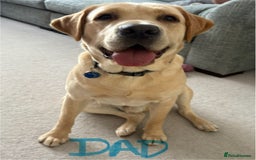 Labrador Retriever dogs for sale: Black Labrador puppies - Image 6