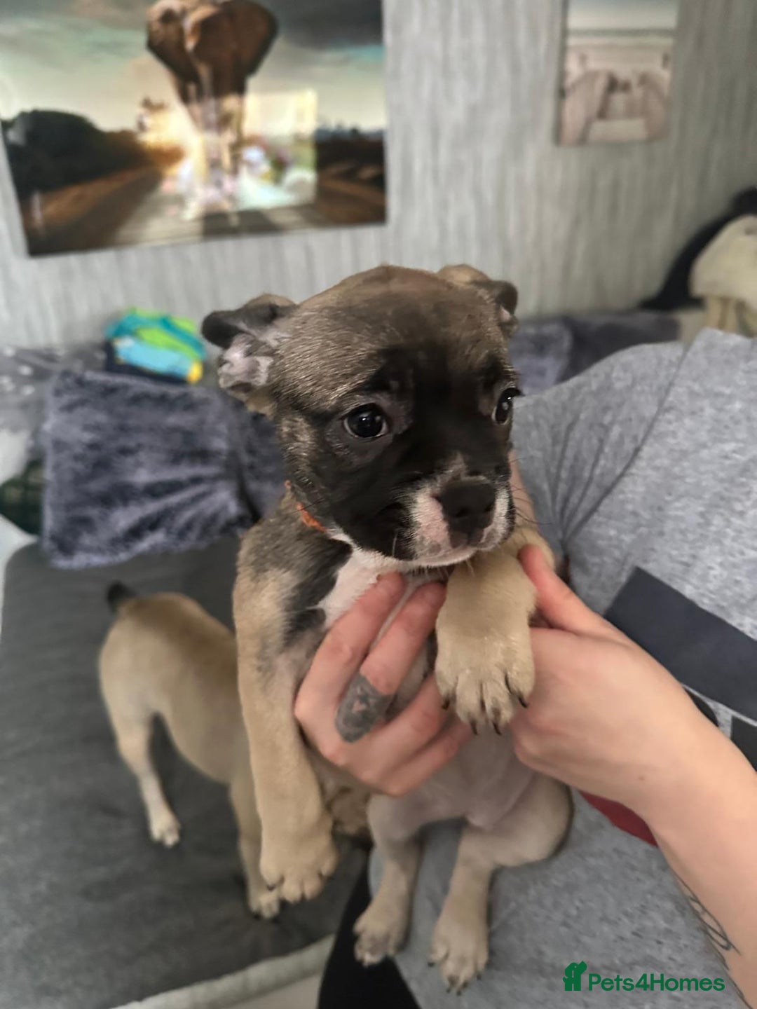 French Bulldog dogs for sale: Amazing french bulldog  - Image 9