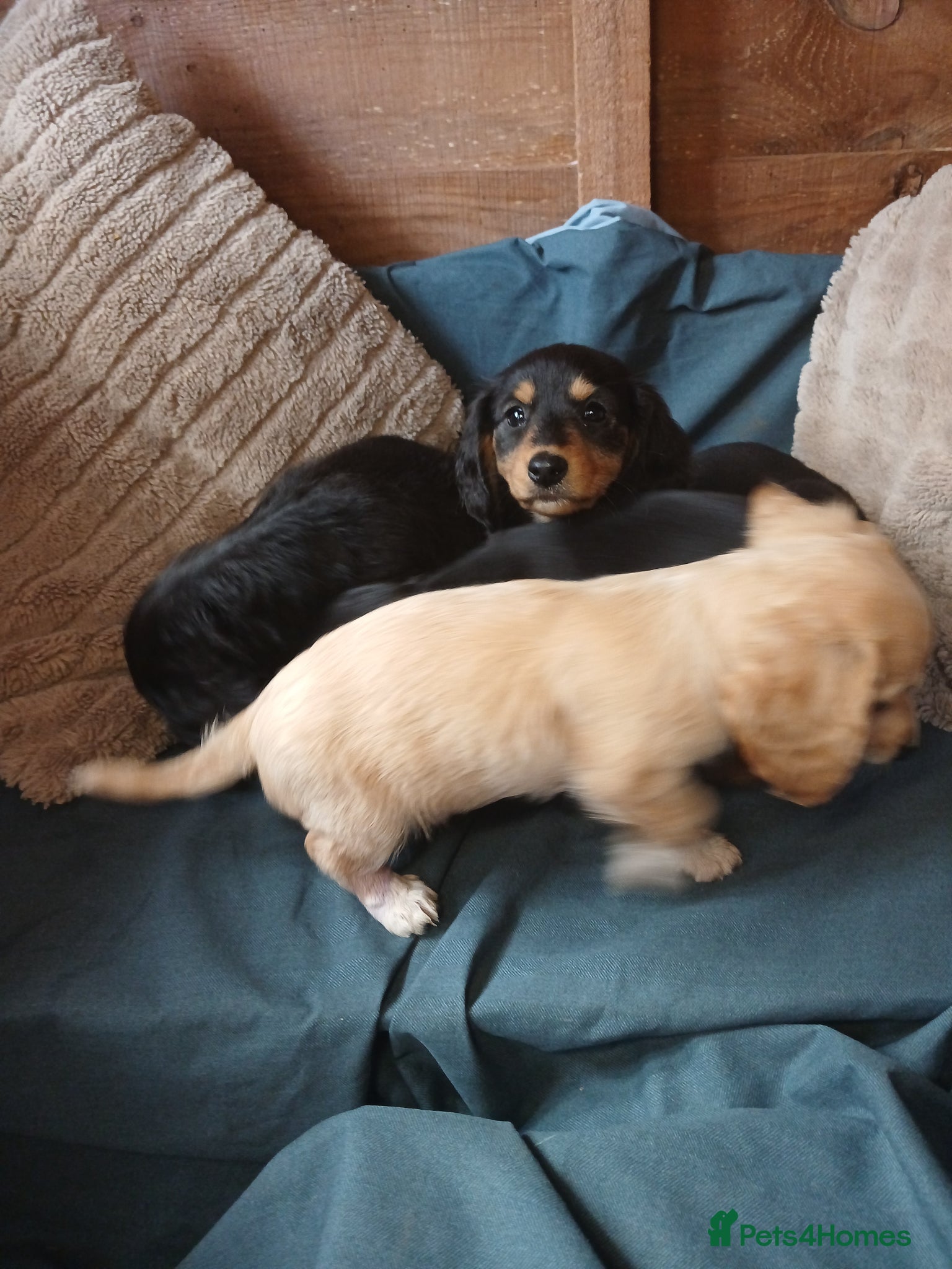 Dachshund dogs for sale: Daschounds LONG AND SHORT HAIRED  - Advert 5