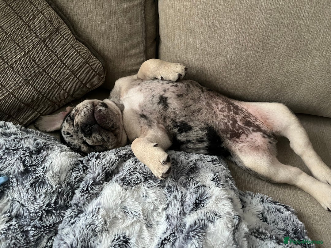 French Bulldog dogs for sale: French Bulldogs  - Advert 4