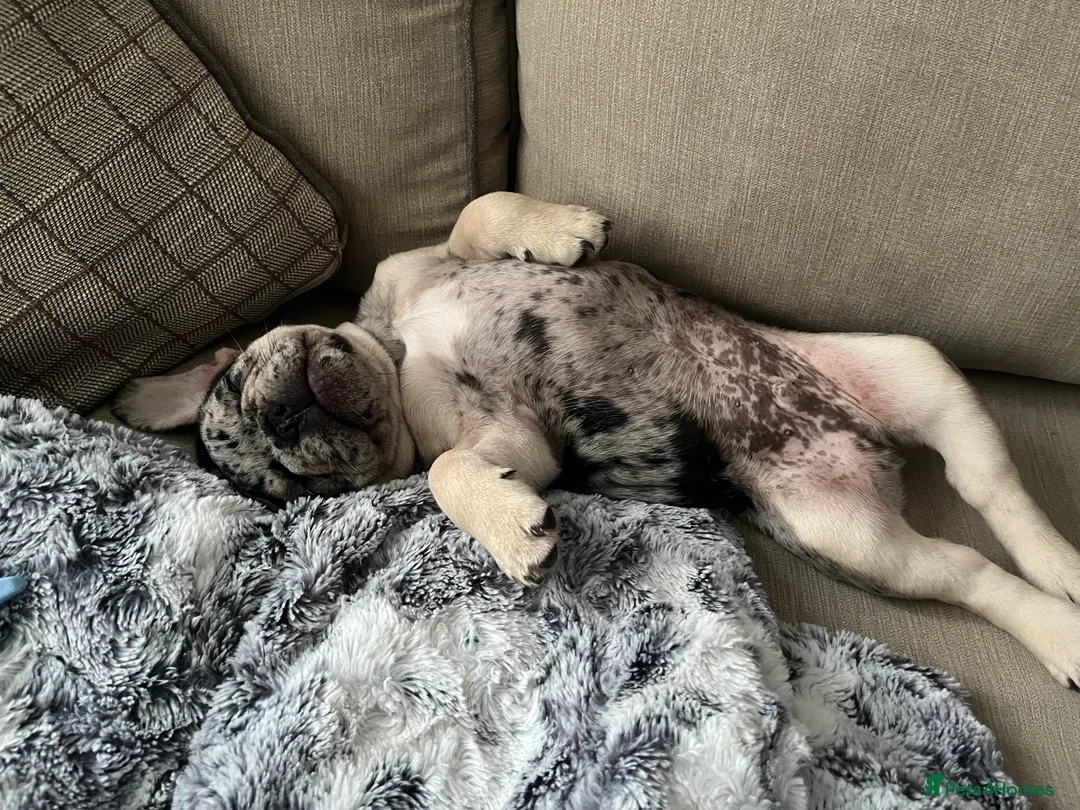 French Bulldog dogs for sale: French Bulldogs  - Advert 4