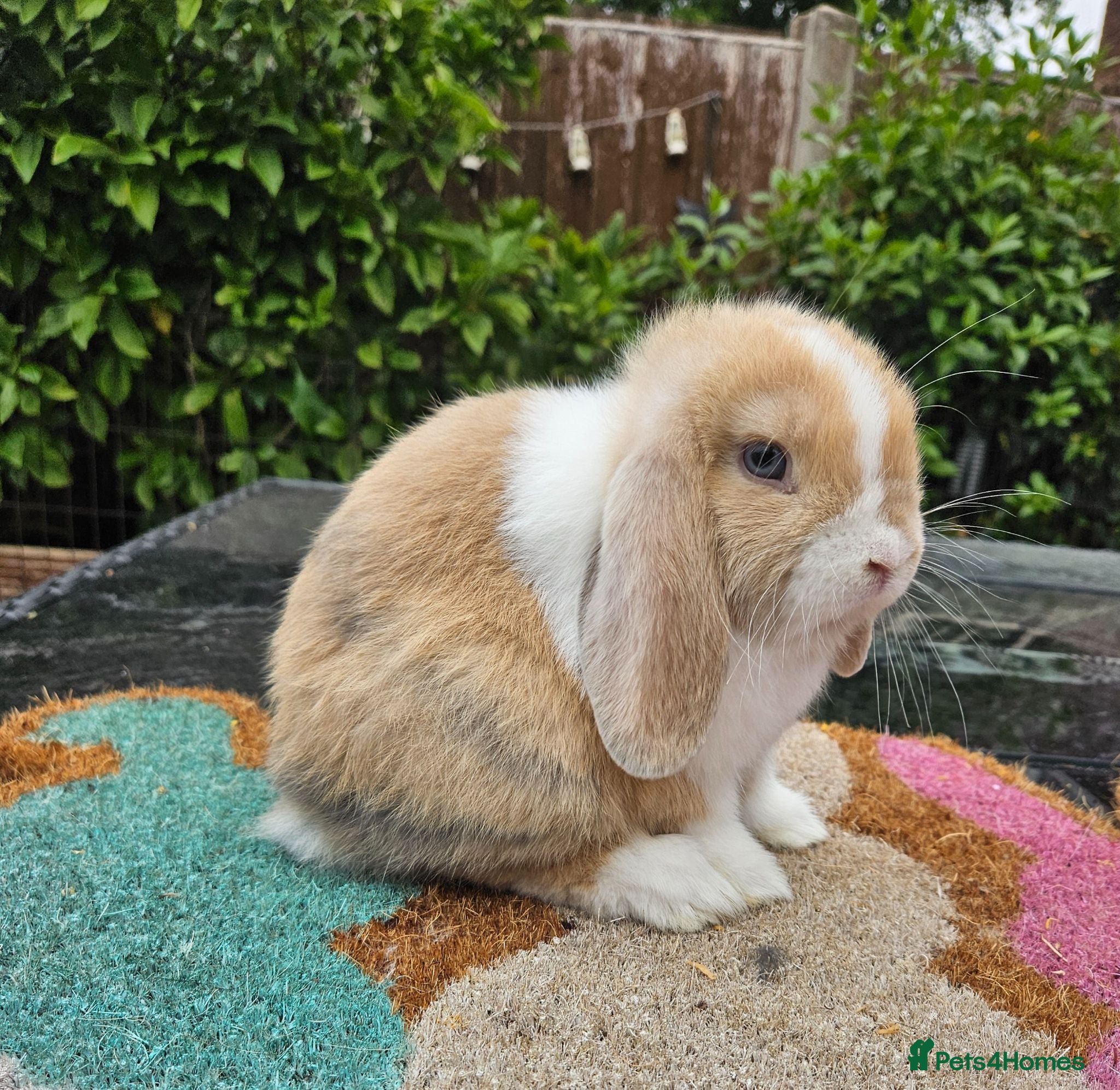 Mini Lop rabbits Baby female mini lop rabbits  - Advert 1