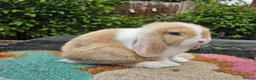 Mini Lop rabbits for sale: Baby female mini lop rabbits  - Advert 1