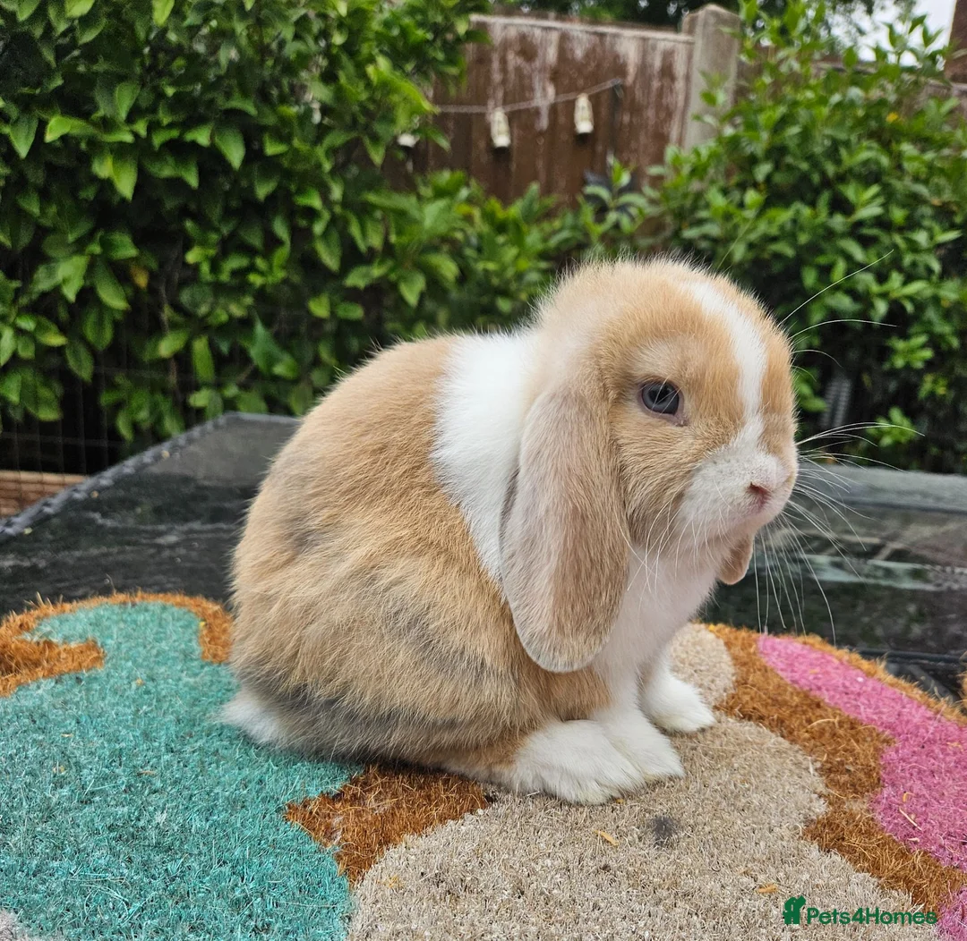 Mini Lop rabbits for sale: Baby female mini lop rabbits  - Advert 1