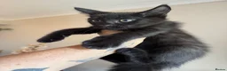 Mixed Breed cats for sale: Half Maine Coon Males - Advert 4