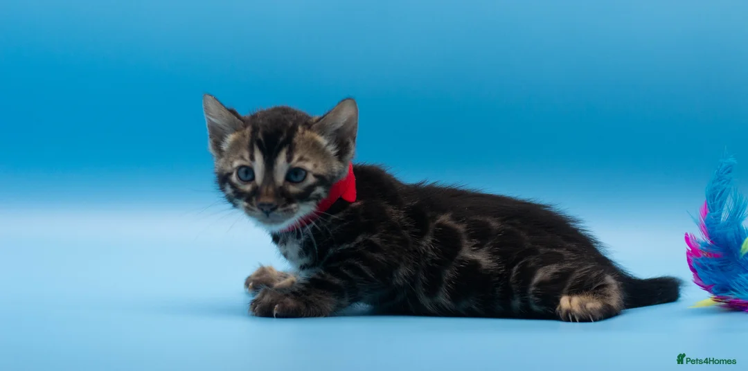 Bengal cats for sale: TICA Registered Bengal Kittens – Truly Magnificent - Advert 13