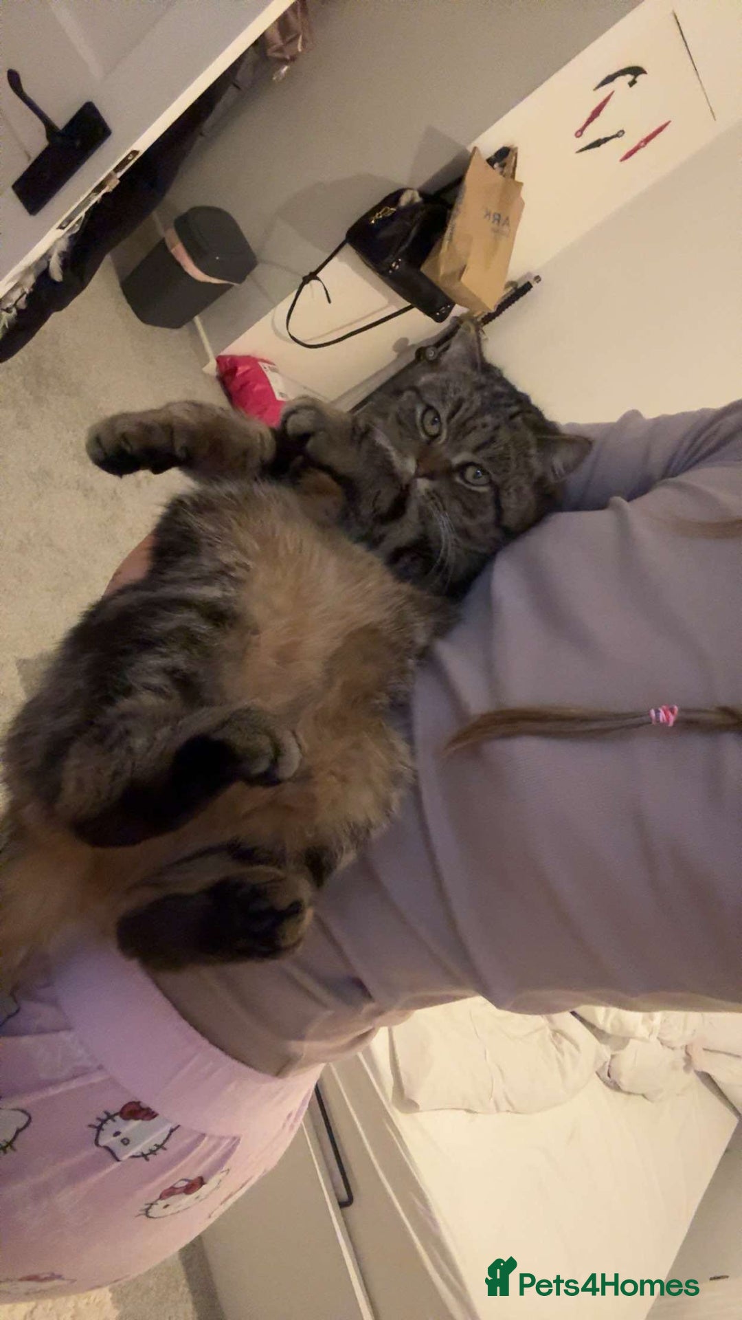 Scottish Fold cats for sale: Scottish gold for sale  - Advert 1