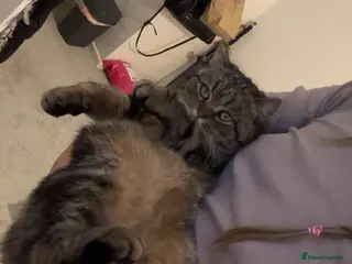 Scottish Fold cats Scottish fold for sale - Advert 7