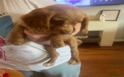 Cocker Spaniel dogs for sale: 2 female purebred cocker spaniels - Image 7