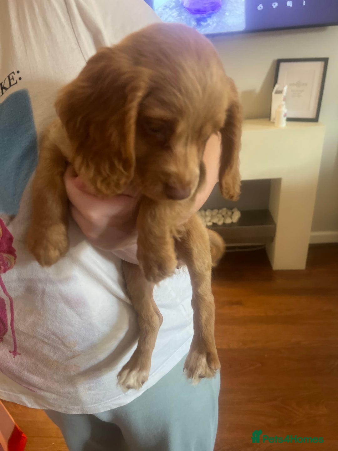 Cocker Spaniel dogs for sale: 2 female purebred cocker spaniels - Image 7