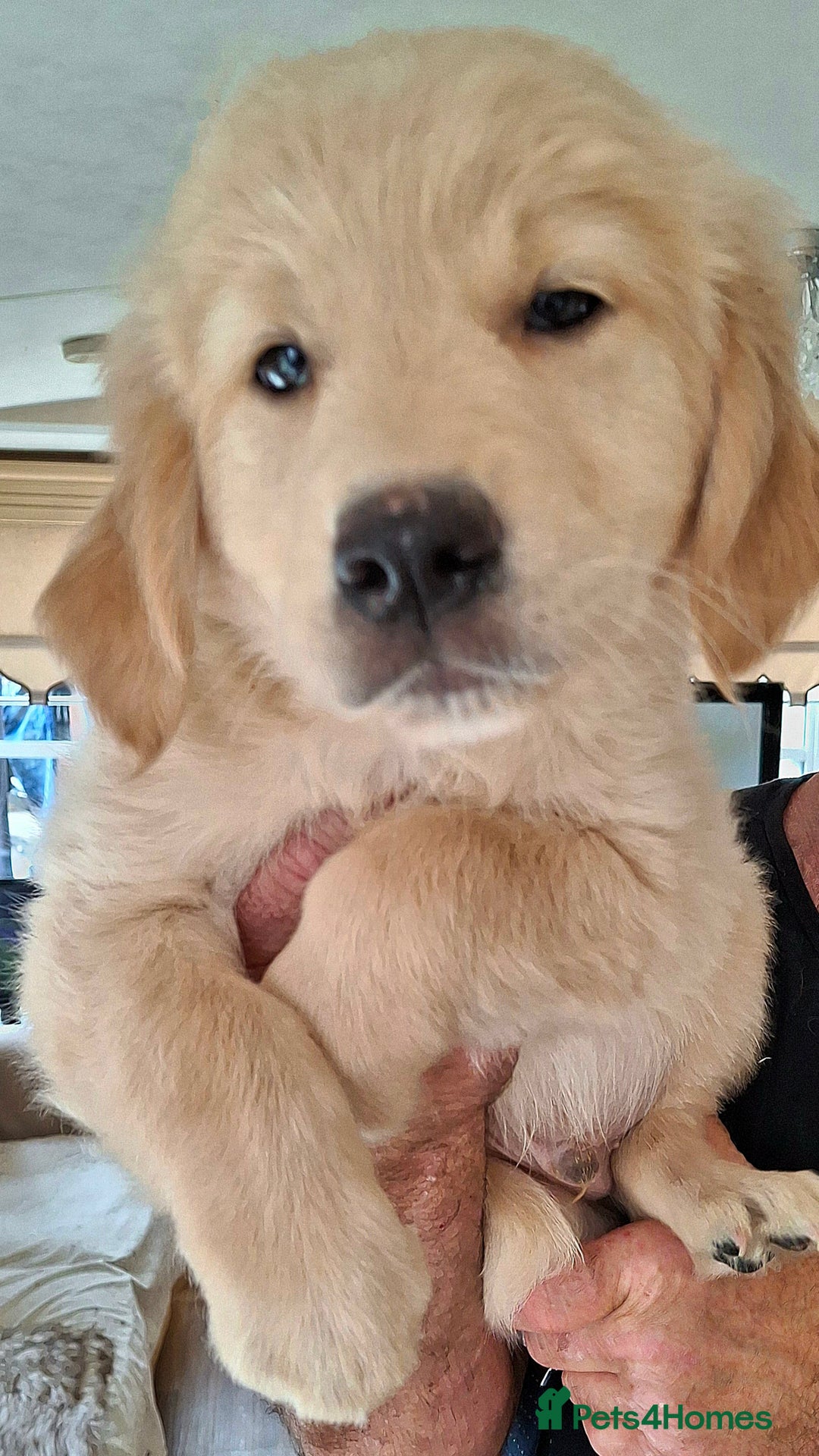 Golden Retriever dogs for sale: Golden Retreiver Puppies  - Image 13