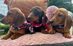 Miniature Dachshund dogs for sale: BEAUTIFUL KC REG & PRA CLEAR MINIS - 0% inbreeding - Image 28