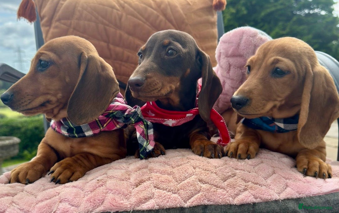 Miniature Dachshund dogs for sale: BEAUTIFUL KC REG & PRA CLEAR MINIS - 0% inbreeding - Image 28