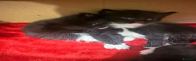 Peppa