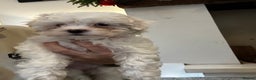 Shihpoo dogs for sale: Beautiful puppies Ready for their forever homes  - Advert 10