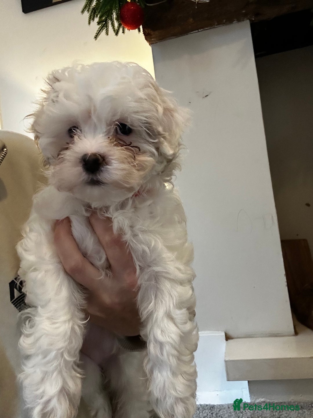 Shihpoo dogs for sale: Beautiful puppies Ready for their forever homes  - Advert 10