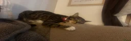 Mixed Breed cats for sale: Meet Maple - Looking for Her Forever Home  in Wirral - Advert 2