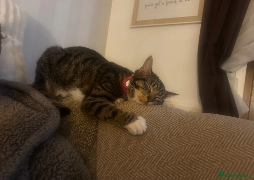 Mixed Breed cats for sale: Meet Maple - Looking for Her Forever Home  in Wirral - Advert 2