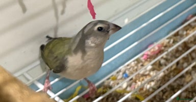Finches birds gouildan finches available Runcorn  - Advert 3