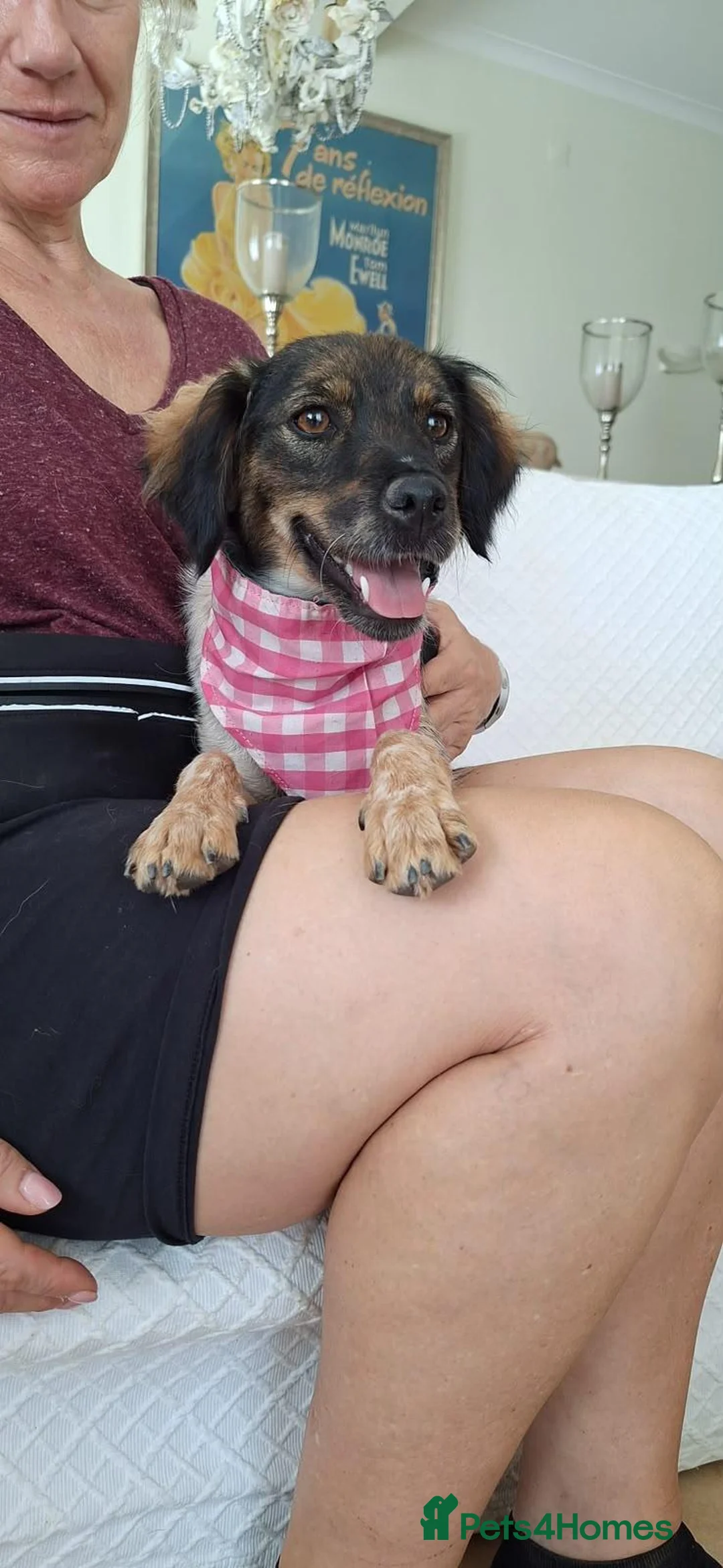 Mixed Breed dogs for adoption: Charming Chelsy in Fleet - Advert 11