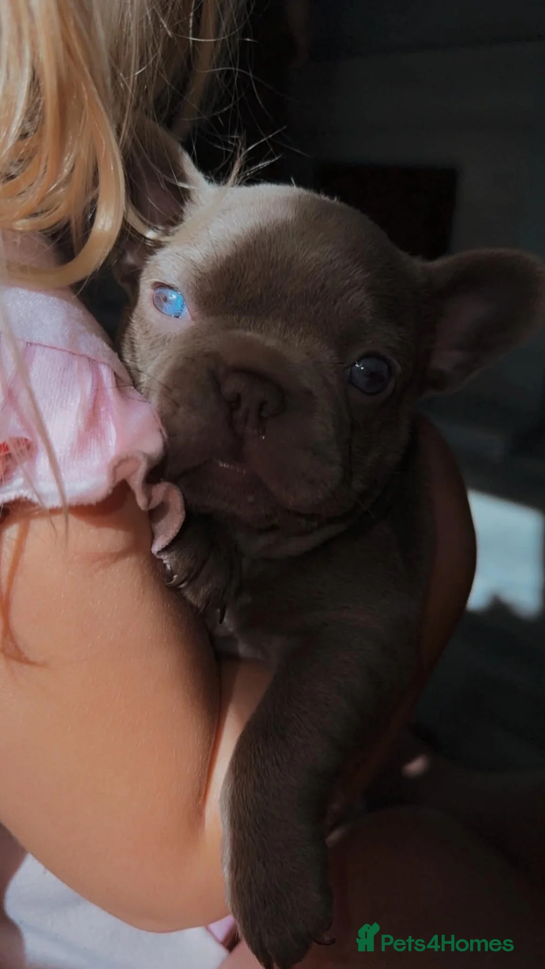 French Bulldog dogs for sale: Female pup in Worksop - Advert 2