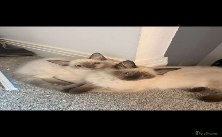 Ragdoll cats - Advert 1
