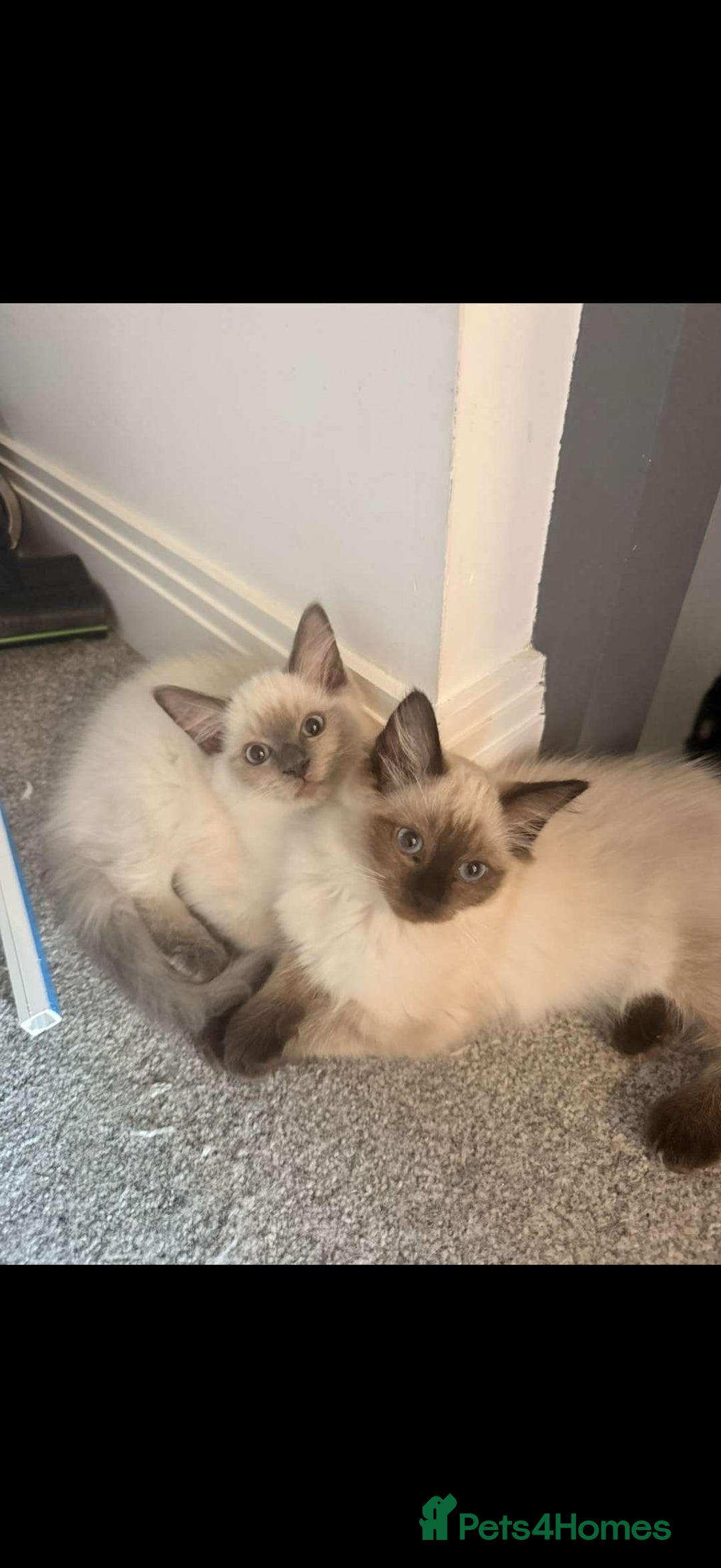 Ragdoll cats for sale: Ragdoll kitten - Image 1