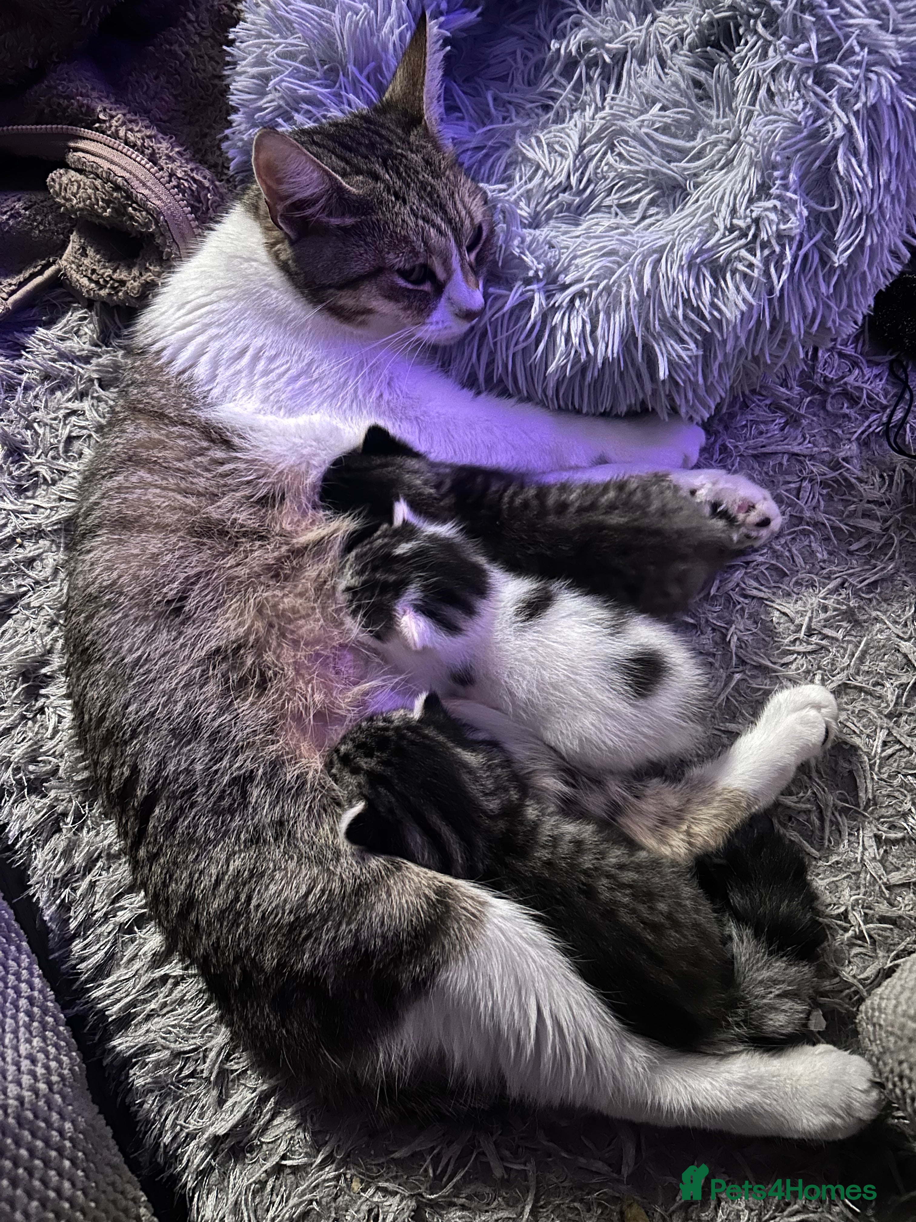 Mixed Breed cats Healthy, affectionate Kittens ready from 23rd Dec! - Advert 6