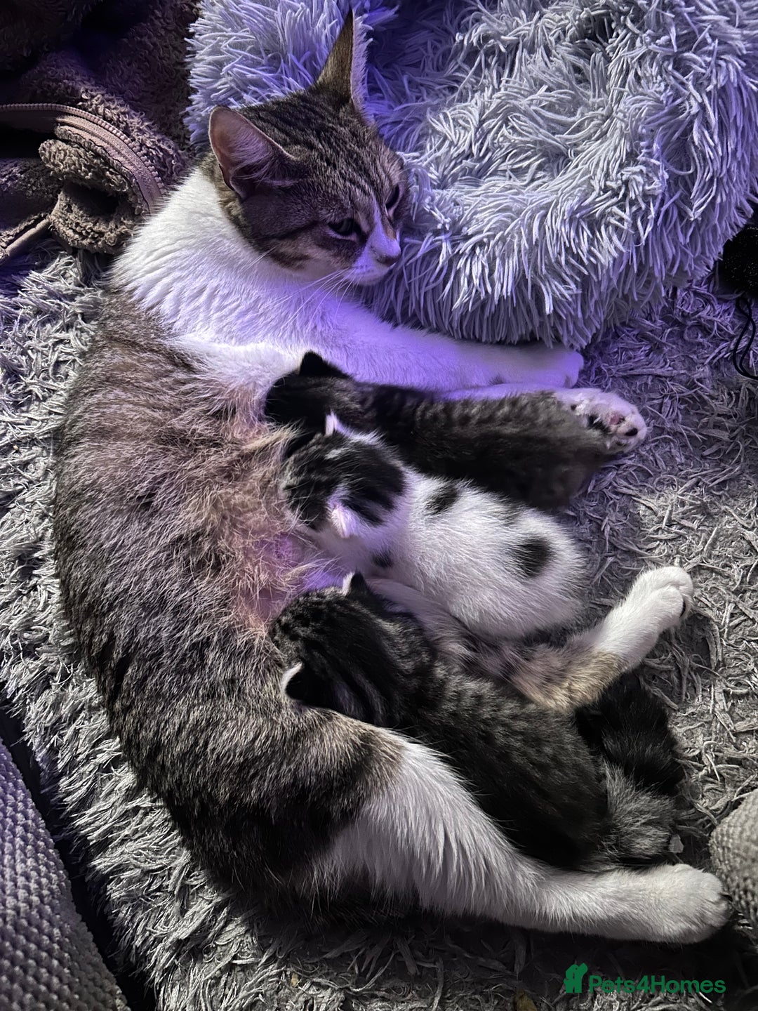 Mixed Breed cats for sale: Healthy, affectionate Kittens ready for  **  - Advert 1