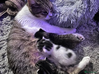 Mixed Breed cats Healthy, affectionate Kittens ready for Christmas - Advert 1