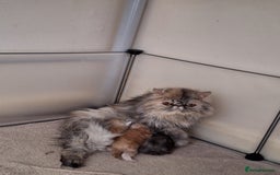 Persian cats for sale: Stunning pure bred persian kittens - Image 9
