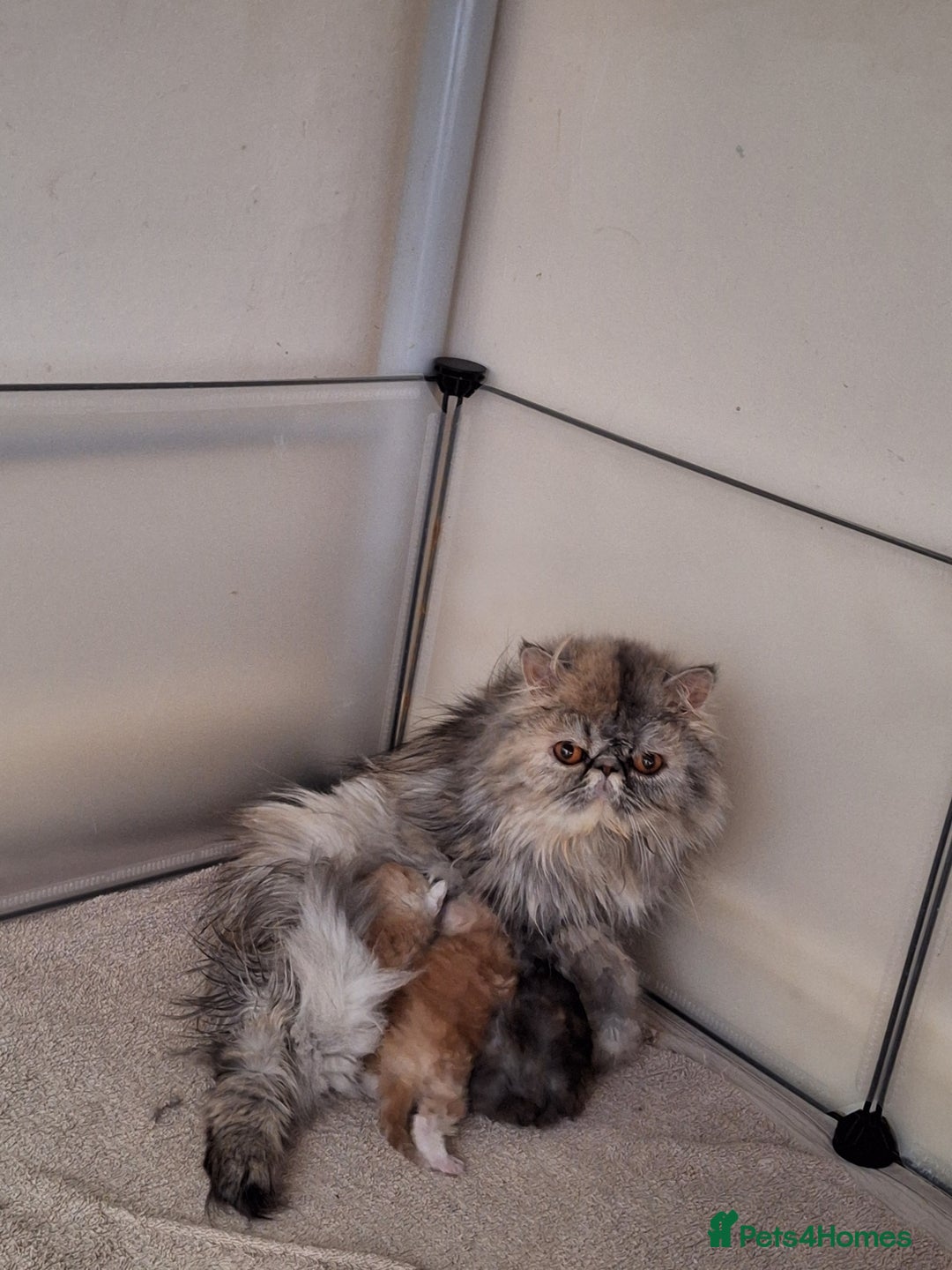 Persian cats for sale: Stunning pure bred persian kittens - Image 9