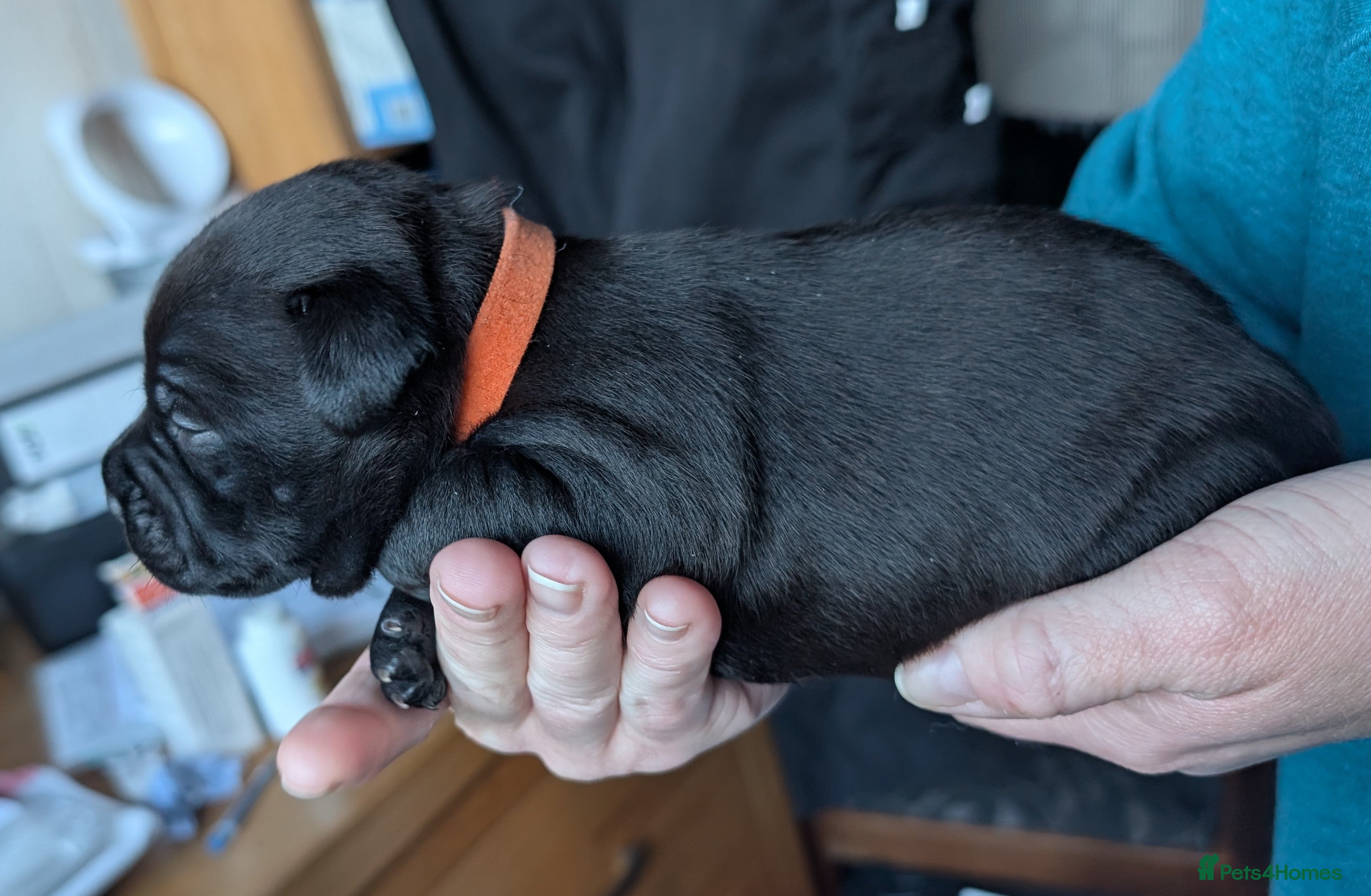 Staffordshire Bull Terrier dogs King Fury KCreg excellent pedigree blue/black pups - Advert 2