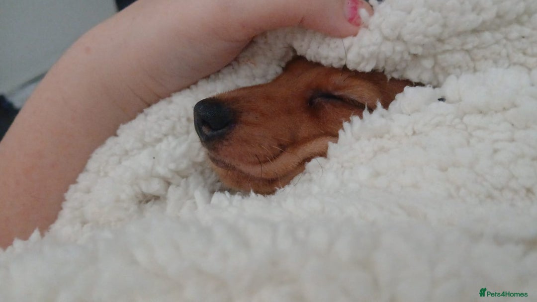 Miniature Dachshund dogs for sale: Millie  - Advert 4