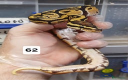 Python Snake reptiles for sale: Hatchling Royal Python's  - Image 23