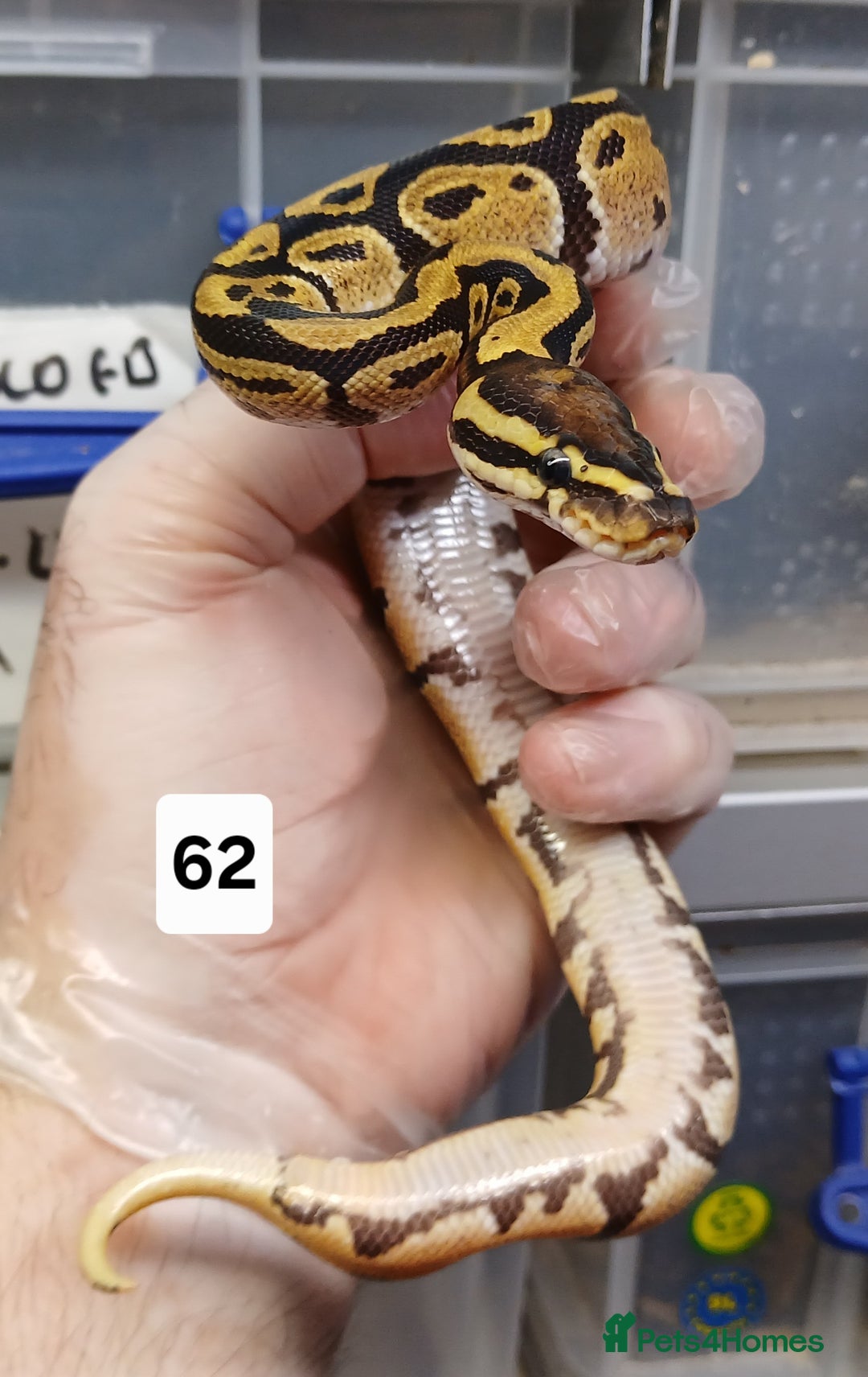 Python Snake reptiles for sale: Hatchling Royal Python's  - Image 23