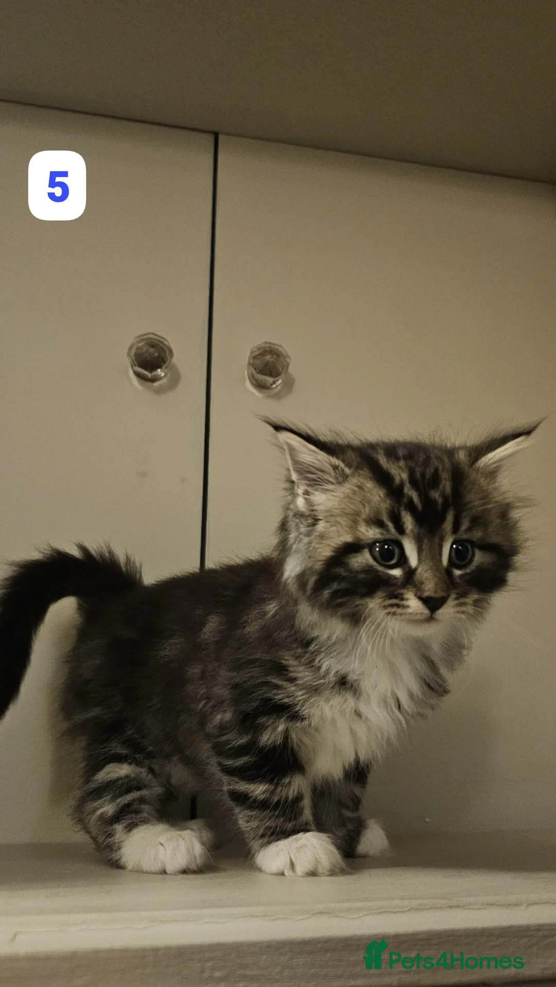 Maine Coon cats for sale: 7 Beautiful Maine Coon x Kittens - Advert 10