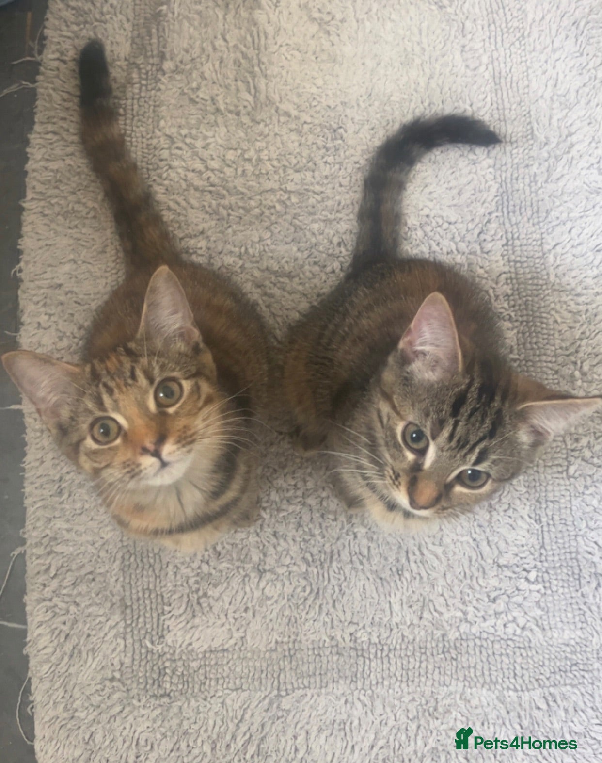 Mixed Breed cats Bengal cross kittens  - Advert 12