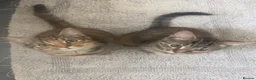 Mixed Breed cats for sale: Bengal cross kittens  - Advert 1