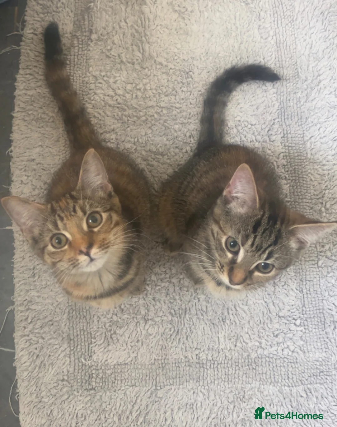 Mixed Breed cats for sale: Bengal cross kittens  - Advert 1